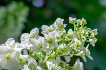 アジサイ　柏葉紫陽花