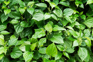 Closeup Wildbetal Leafbush tree plant background. Natural Wildbetal Leafbush with flowers texture background. ( piper sarmentosum Roxb.). PIPERACEAE