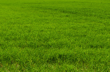 Fototapeta na wymiar Green bright grass background, wallpaper