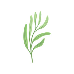 Long leaves on the stem. Vector illustration on white background.