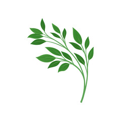 Fototapeta premium Leaves on a branching stalk. Vector illustration on white background.