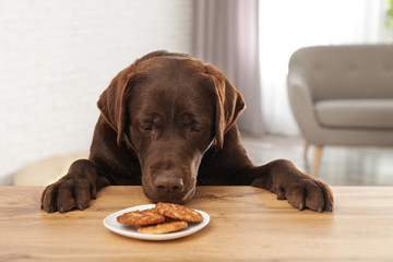 Chocolate labrador retriever at table with plate of cookies indoors