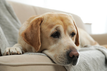 Yellow labrador retriever on cozy sofa indoors