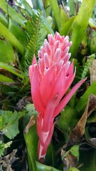 flower in the garden