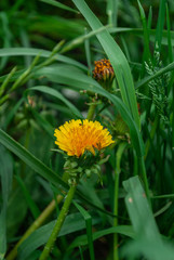 yellow flower on a grass background