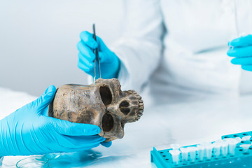 Bioarcheology.  Archaeologist Analyzing Ancient Human Osteological Material in Laboratory