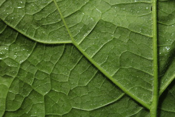 Closed up green leaf with rain drop