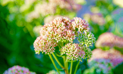 Wildflowers closeup. Beautiful background.