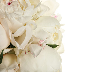 Beautiful fresh peony flowers on white background, closeup