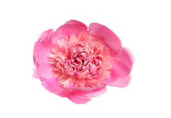 Beautiful fresh peony flower on white background, top view