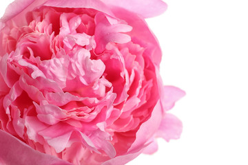 Beautiful fresh peony flower on white background, top view