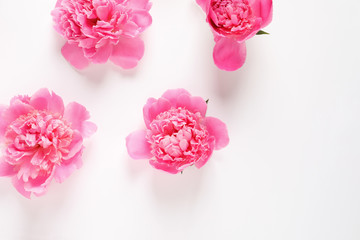 Beautiful peony flowers on white background, top view