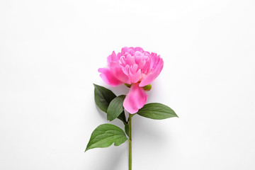 Beautiful peony flower on white background, top view