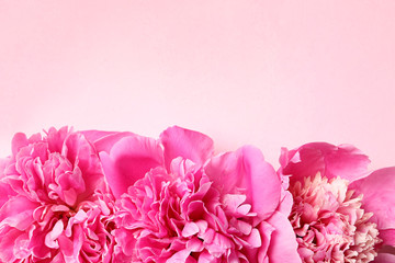 Beautiful peonies on color background, flat lay with space for text