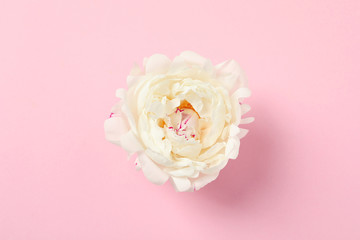 Beautiful peony on color background, flat lay