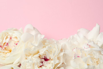 Beautiful peonies on color background, flat lay with space for text