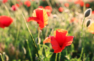 Beautiful blooming red poppy flowers in field