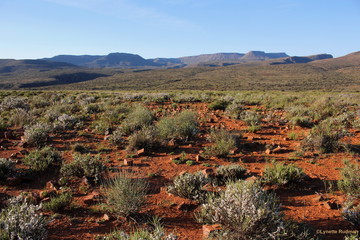 Typical rocky arid landscape of the central Karoo with open plains in the foreground and blue mountains in the background.