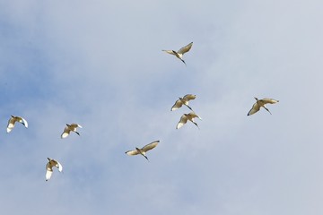 flock of african sacred ibis birds photographed from below