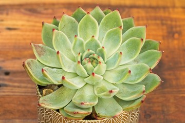 overhead shot of a rosette type succulent plant