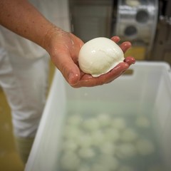 woman holding a mozzarella ball in hand
