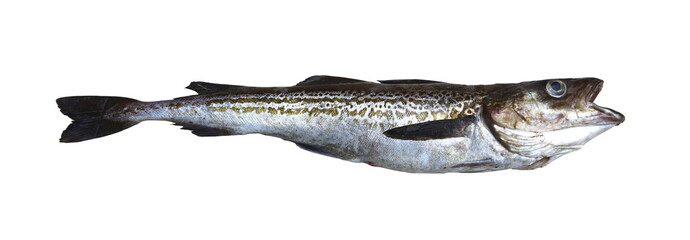 Pollock fish (Theragra chalcogramma) isolated on white background.