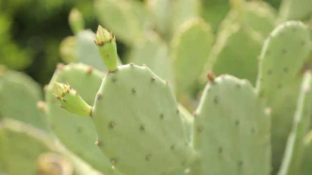  Close-up shot of vegetation for abstract background. Cactus growing in nature in Montenegro.