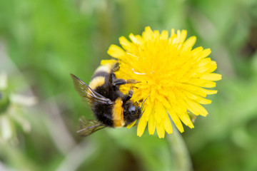 A big beautiful bumblebee with a small tick around its neck collects nectar from a yellow dandelion