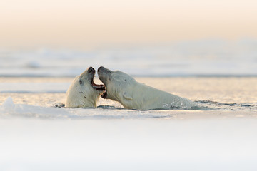 Polar bear fight in the water. Two Polar bears playing on drifting ice with snow. White animals in the nature habitat, Svalbard, Norway. Animals playing in snow, Arctic wildlife. Funny nature image . © ondrejprosicky