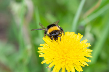 A big beautiful bumblebee with a small tick around its neck collects nectar from a yellow dandelion