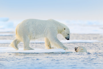 Polar bear swimming in water. Two bears playing on drifting ice with snow. White animals in the nature habitat, Alaska, Canada. Animals playing in snow, Arctic wildlife. Funny nature image. © ondrejprosicky