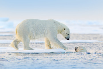 Polar bear swimming in water. Two bears playing on drifting ice with snow. White animals in the nature habitat, Alaska, Canada. Animals playing in snow, Arctic wildlife. Funny nature image.