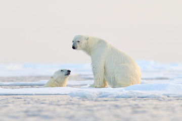 Fototapeta na wymiar Polar bear swimming in water. Two bears playing on drifting ice with snow. White animals in the nature habitat, Alaska, Canada. Animals playing in snow, Arctic wildlife. Funny nature image.