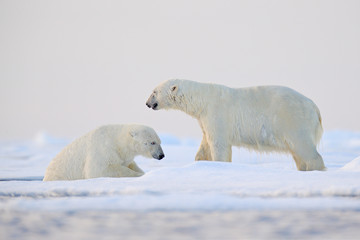 Fototapeta na wymiar Polar bear swimming in water. Two bears playing on drifting ice with snow. White animals in the nature habitat, Alaska, Canada. Animals playing in snow, Arctic wildlife. Funny nature image.
