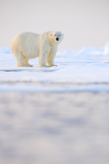 Polar bear on drift ice, Svalbard, Norway.