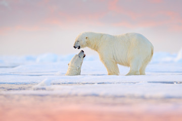 Polar bear swimming in water. Two bears playing on drifting ice with snow. White animals in the nature habitat, Alaska, Canada. Animals playing in snow, Arctic wildlife. Funny nature image. © ondrejprosicky