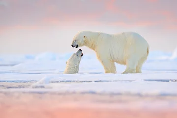 Raamstickers IJsbeer die in water zwemt. Twee beren spelen op drijvend ijs met sneeuw. Witte dieren in de natuurhabitat, Alaska, Canada. Dieren die in de sneeuw spelen, Arctische dieren in het wild. Grappig natuurbeeld. © ondrejprosicky