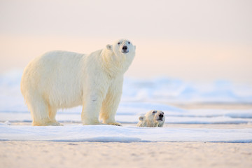 Polar bear swimming in water. Two bears playing on drifting ice with snow. White animals in the nature habitat, Alaska, Canada. Animals playing in snow, Arctic wildlife. Funny nature image. © ondrejprosicky