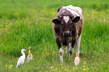 Wild cattle egrets (Bubulcus ibis) pasturing with cow on green grass meadow. Friendship between wild and domestic animals.