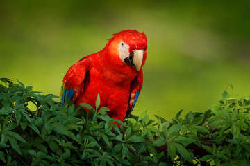 Red parrot Scarlet Macaw, Ara macao, bird sitting on the branch with food, Amazon, Brazil. Wildlife scene from tropical forest. Beautiful parrot on tree in nature habitat.