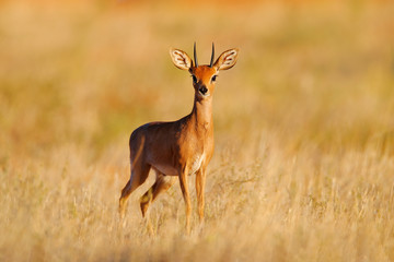 Steenbok, Raphicerus campestris, sunset evening light, grassy nature habitat, Kgalagadi, Botswana.  Wildlife scene from nature. Animal on the meadow. Deer in the wild Africa.