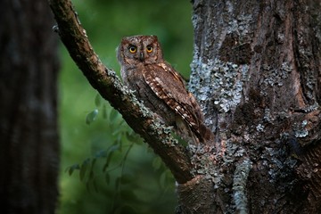 Common Scops Owl, Otus scops, little owl in the nature habitat, sitting on the green tree branch, forest in the background, Bulgaria. Wildlife scene from nature.