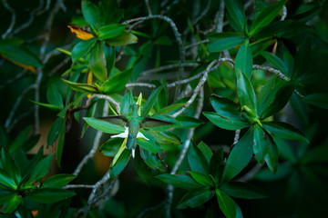 Mangrove hummingbird, Amazilia boucardi, in the coastal tree forest vegetation. Hummingbird in the green habitat, with white flower. Endemic bird from Costa Rica, river delta in Tarcoles, Carara NP.