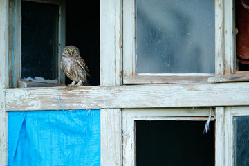 Little Owl, Athene noctua, bird in old roof tile. Urban wildlife with bird with yellow eyes, Bulgaria. Wildlife scene from nature. Animal behavior in urban habitat, hidden owl.