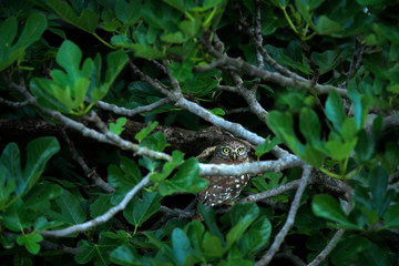 Little Owl, Athene noctua, bird in old roof tile. Urban wildlife with bird with yellow eyes, Bulgaria. Wildlife scene from nature. Animal behavior in urban habitat, hidden owl.