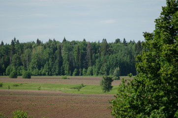 Fototapeta na wymiar cultivated field near forest, countryside summer landscape