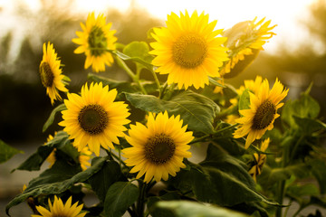 Beautiful Sun Flower Background Summer 