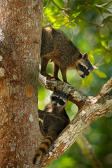 Raccoon, Procyon lotor, hidden in the green forest vegetation in National Park Manuel Antonio, Costa Rica. Wildlife scene from tropic nature. Animals in the dark forest. Cute raccoon on the tree.