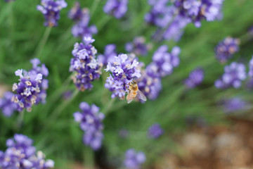 ラベンダーの蜜を吸うかわいい蜂
