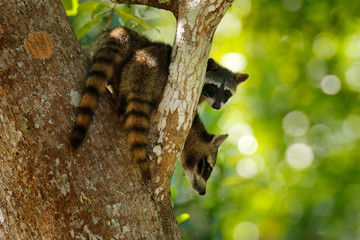 Raccoon, Procyon lotor, hidden in the green forest vegetation in National Park Manuel Antonio,...